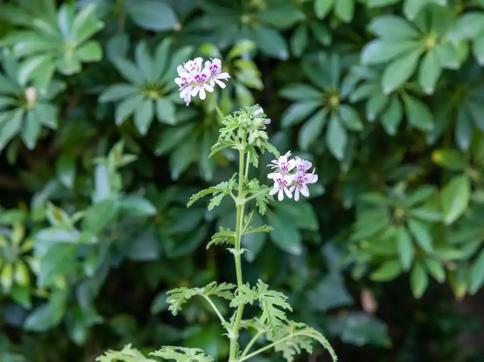 Planta de citronela