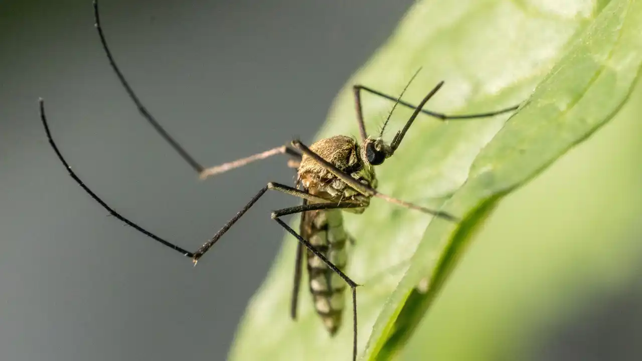 ¿Sabías que existen soluciones naturales para repeler a los mosquitos? 