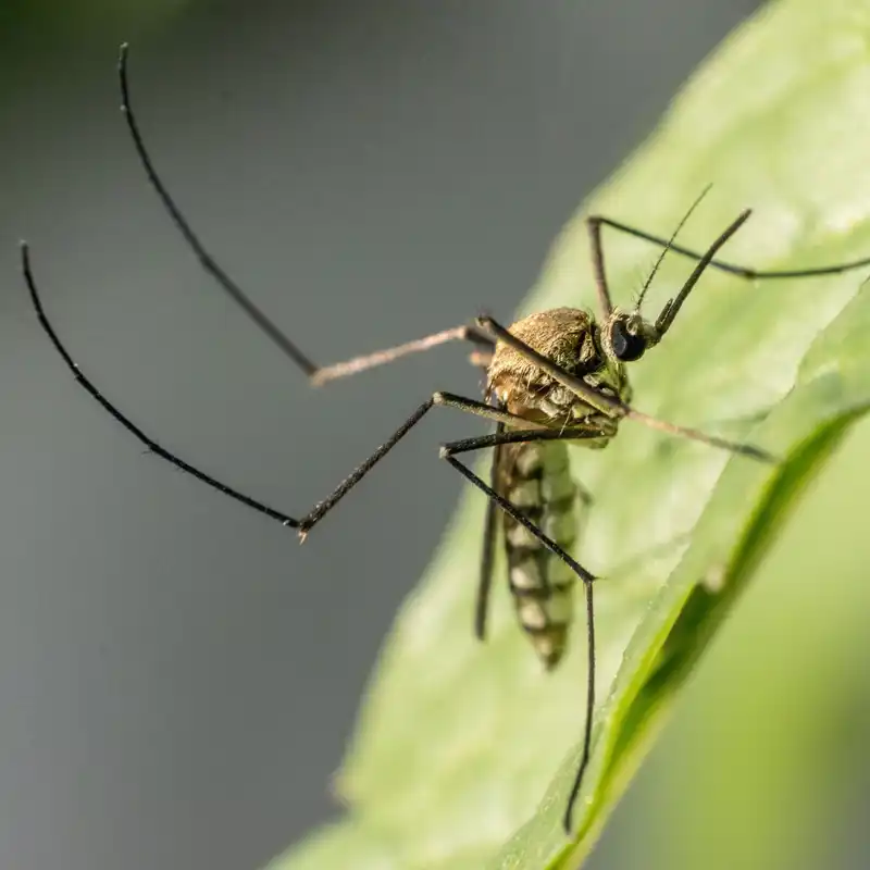 Haz tu propio repelente de mosquitos casero, ¡verás que bien funciona!