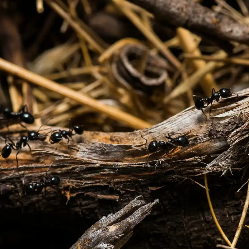 Despídete de las hormigas en casa con estos 4 remedios caseros fáciles, baratos y efectivos