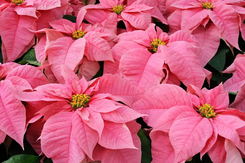 Flor de Pascua 