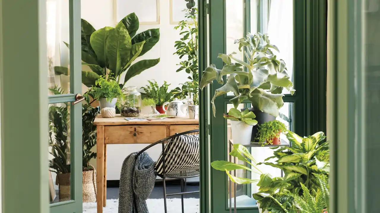 Plantas