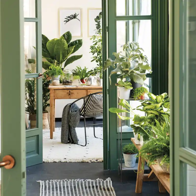 Maite Pérez, experta en Feng Shui: "Un exceso de plantas en casa puede crear desequilibrio en tu vida. Reduce la cantidad y prioriza la calidad"