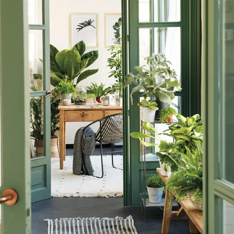 Natalia Sáez, experta en plantas: "Si quieres dejar de matar tus plantas, solo necesitas un palito de madera para saber cuándo regarlas"