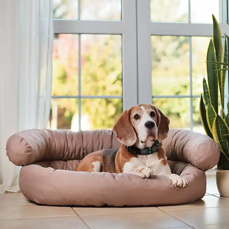 Los expertos lo confirman: "Para mantener limpia la casa si tienes perros o gatos debes cepillarlos con frecuencia y aspirar la casa cada d&iacute;a" 