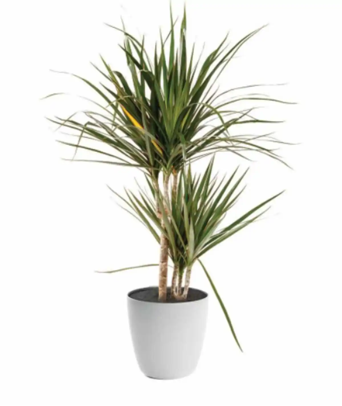 Colas en LIDL por la planta ms decorativa que te ayuda a purificar el aire  y a dormir mejor